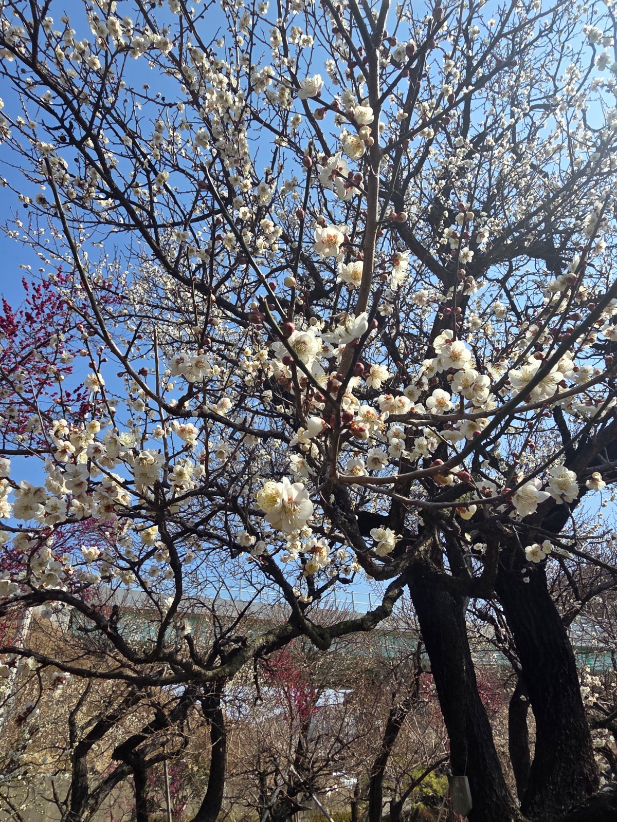 새싹 정원